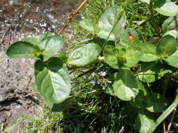 <i>Veronica beccabunga</i>