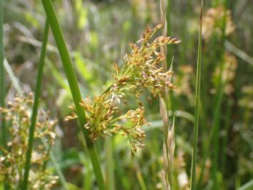 <i>Juncus effusus</i>