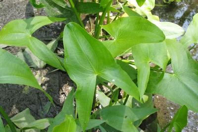 <i>Sagittaria latifolia</i>