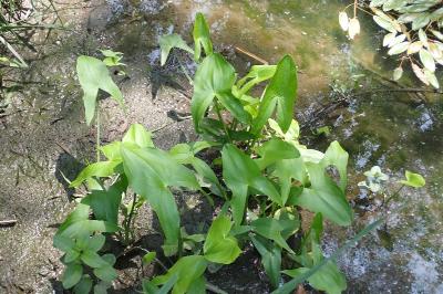 <i>Sagittaria latifolia</i>