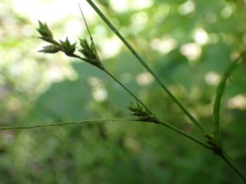 <i>Carex remota</i>