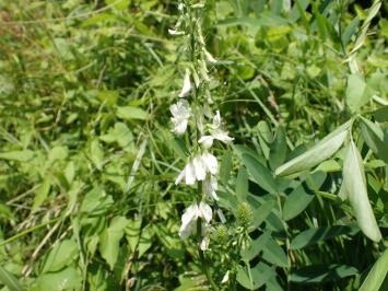 <i>Galega officinalis</i>