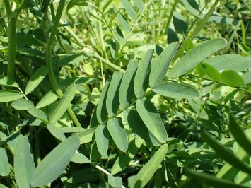 <i>Galega officinalis</i>