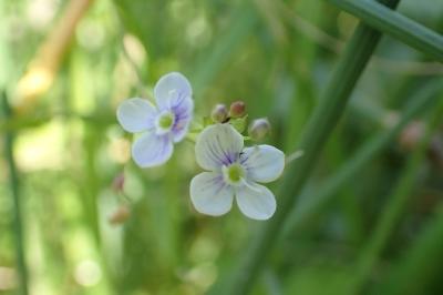 <i>Veronica scutellata</i>