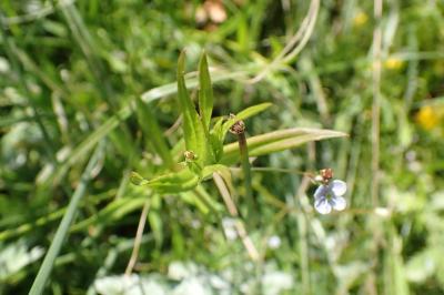 <i>Veronica scutellata</i>