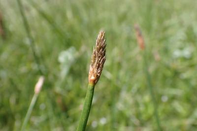 <i>Eleocharis palustris</i>
