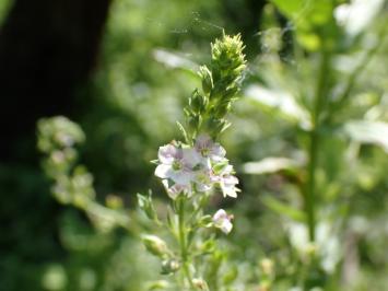<i>Veronica catenata</i>
