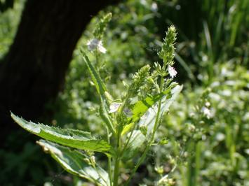 <i>Veronica catenata</i>
