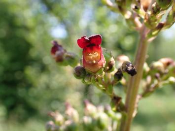 <i>Scrophularia auriculata</i>