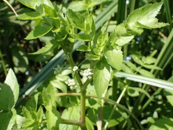 <i>Helosciadium nodiflorum</i>