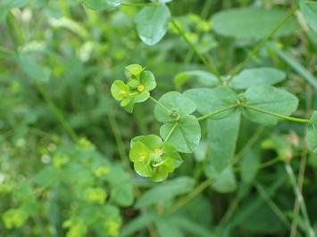 <i>Euphorbia stricta</i>