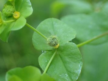 <i>Euphorbia stricta</i>