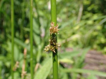 <i>Juncus effusus</i>