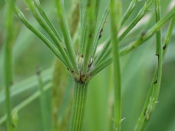 <i>Equisetum palustre</i>