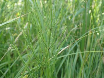 <i>Equisetum palustre</i>
