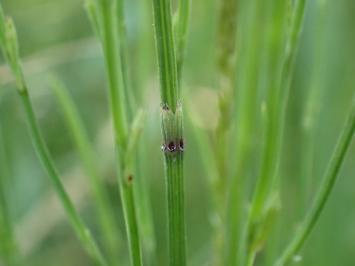<i>Equisetum palustre</i>