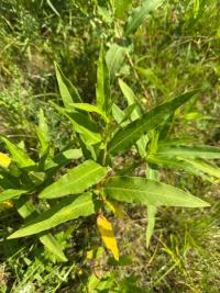 <i>Persicaria amphibia</i>