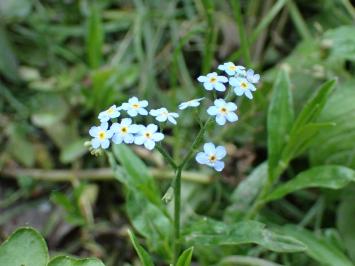<i>Myosotis scorpioides</i>