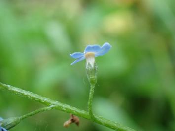 <i>Myosotis scorpioides</i>