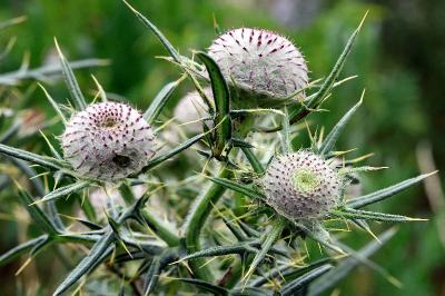<i>Cirsium eriophorum</i>