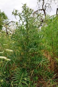 <i>Cirsium eriophorum</i>