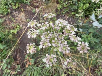<i>Peucedanum gallicum</i>