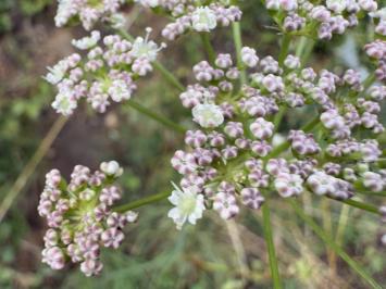 <i>Peucedanum gallicum</i>