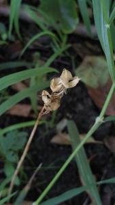 <i>Hyacinthoides non-scripta</i>
