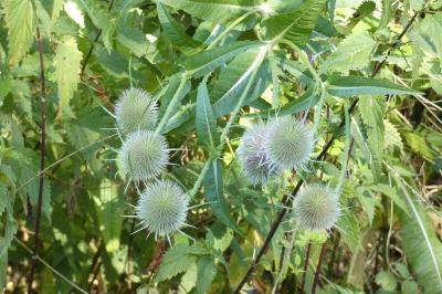 <i>Dipsacus fullonum</i>