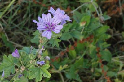 <i>Malva sylvestris</i>