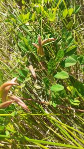 <i>Astragalus glycyphyllos</i>