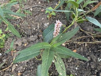 <i>Persicaria amphibia</i>