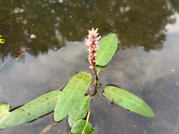 <i>Persicaria amphibia</i>