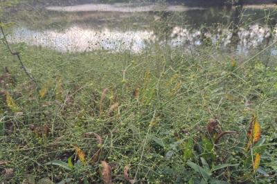 <i>Alisma plantago-aquatica</i>
