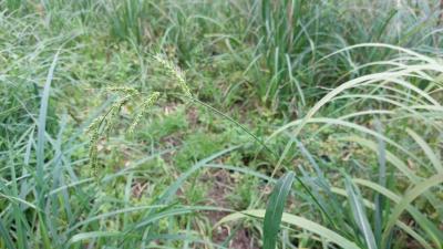 <i>Echinochloa crus-galli</i>