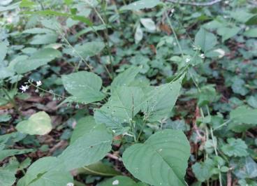 <i>Circaea lutetiana</i>