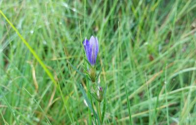 <i>Gentiana pneumonanthe</i>