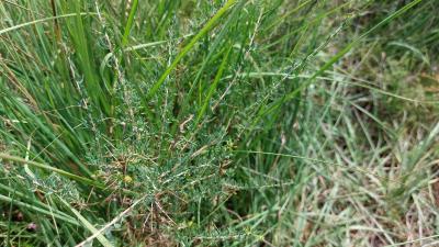 <i>Genista anglica</i>