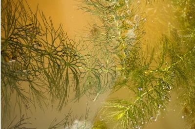 <i>Ceratophyllum submersum</i>