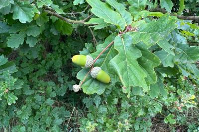 <i>Quercus robur</i>