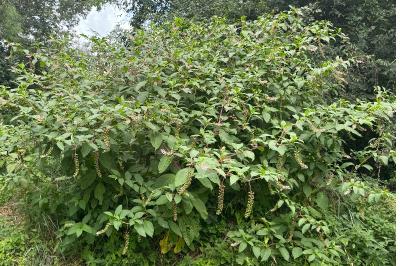 <i>Phytolacca americana</i>