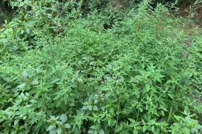 <i>Chenopodium album</i>