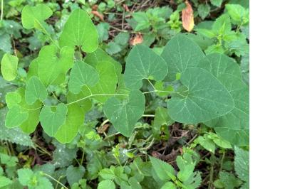<i>Aristolochia clematitis</i>