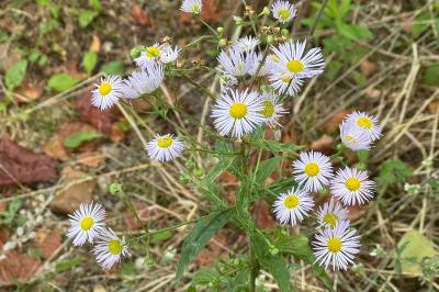 <i>Erigeron annuus</i>