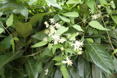 <i>Clematis vitalba</i>