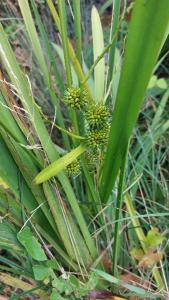 <i>Sparganium erectum</i>