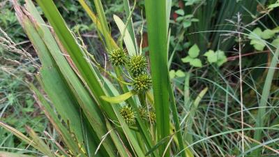 <i>Sparganium erectum</i>