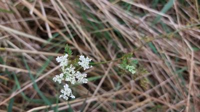 <i>Aethusa cynapium</i>