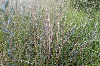 <i>Salix repens</i>