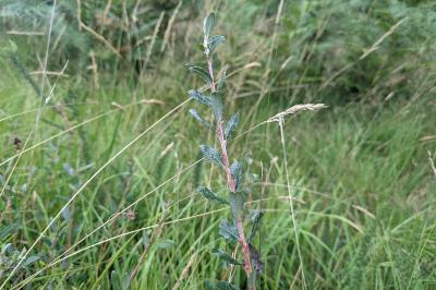 <i>Salix repens</i>